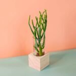 Pencil Cactus Cubo (PS Decor)