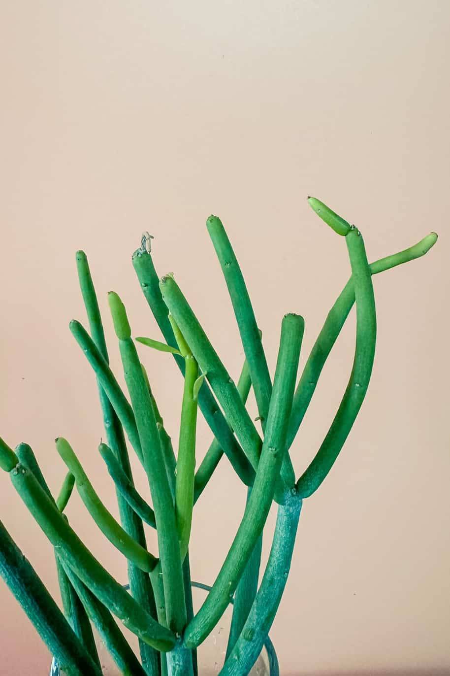 Pencil Cactus Cubo (PS Decor) - Image 3