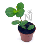 Peperomia