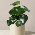 Peperomia Raindrop (Peperomia)