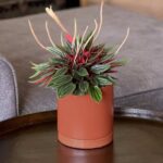 Peperomia Rosso (Peperomia)