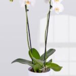 Phalaenopsis Orchid Holland 2 Stem