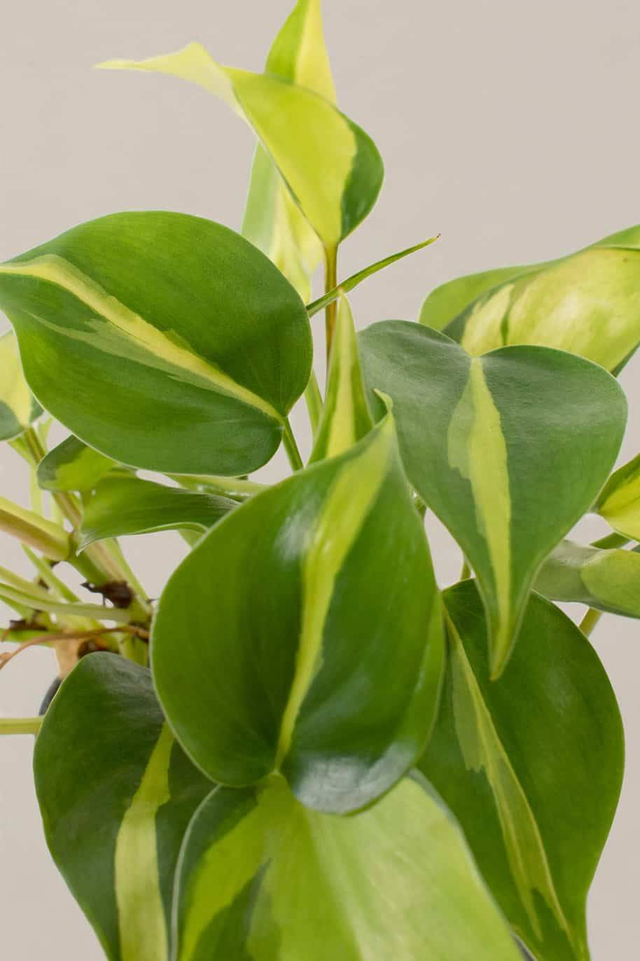 Philodendron Brasil Hanging (Philodendron) - Image 2