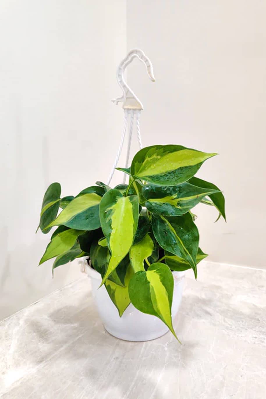 Philodendron Brasil Hanging (Philodendron)