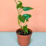 Philodendron Cobra Variegated (Philodendron)
