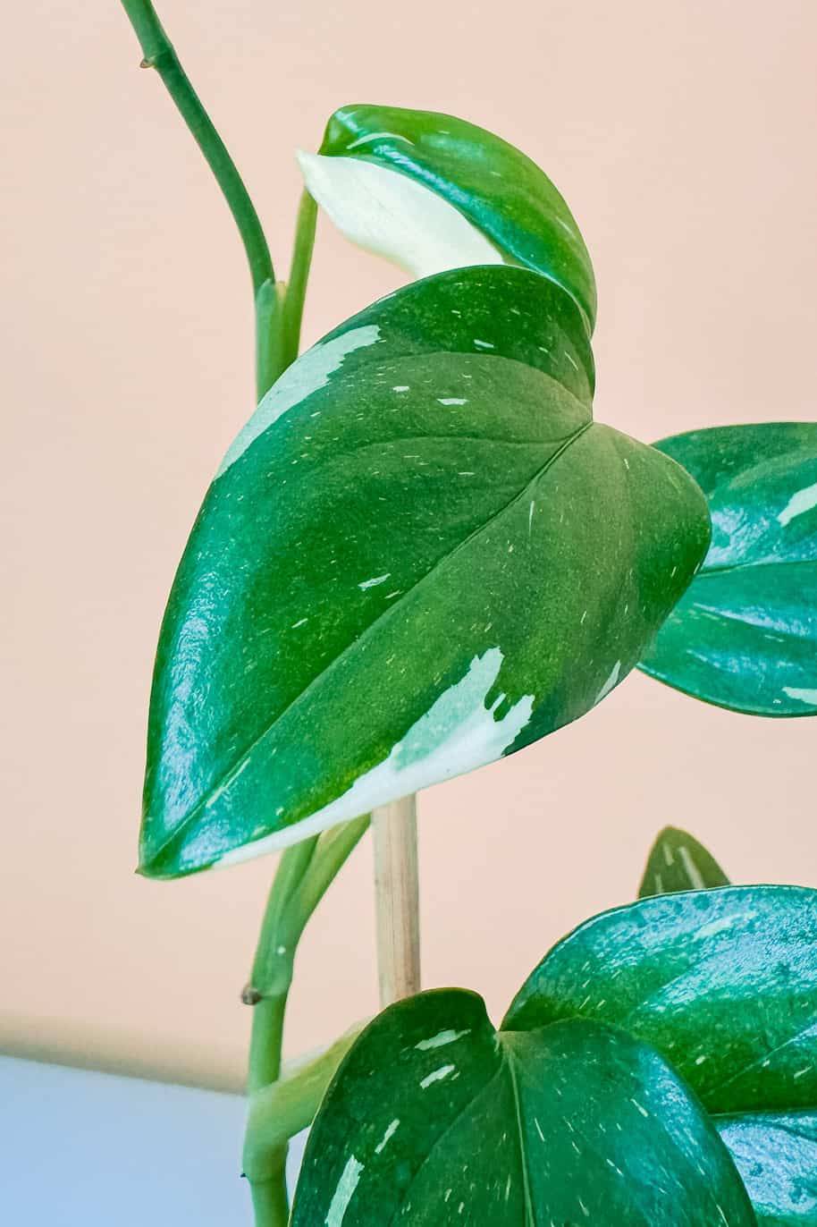 Philodendron Cobra Variegated (Philodendron) - Image 2