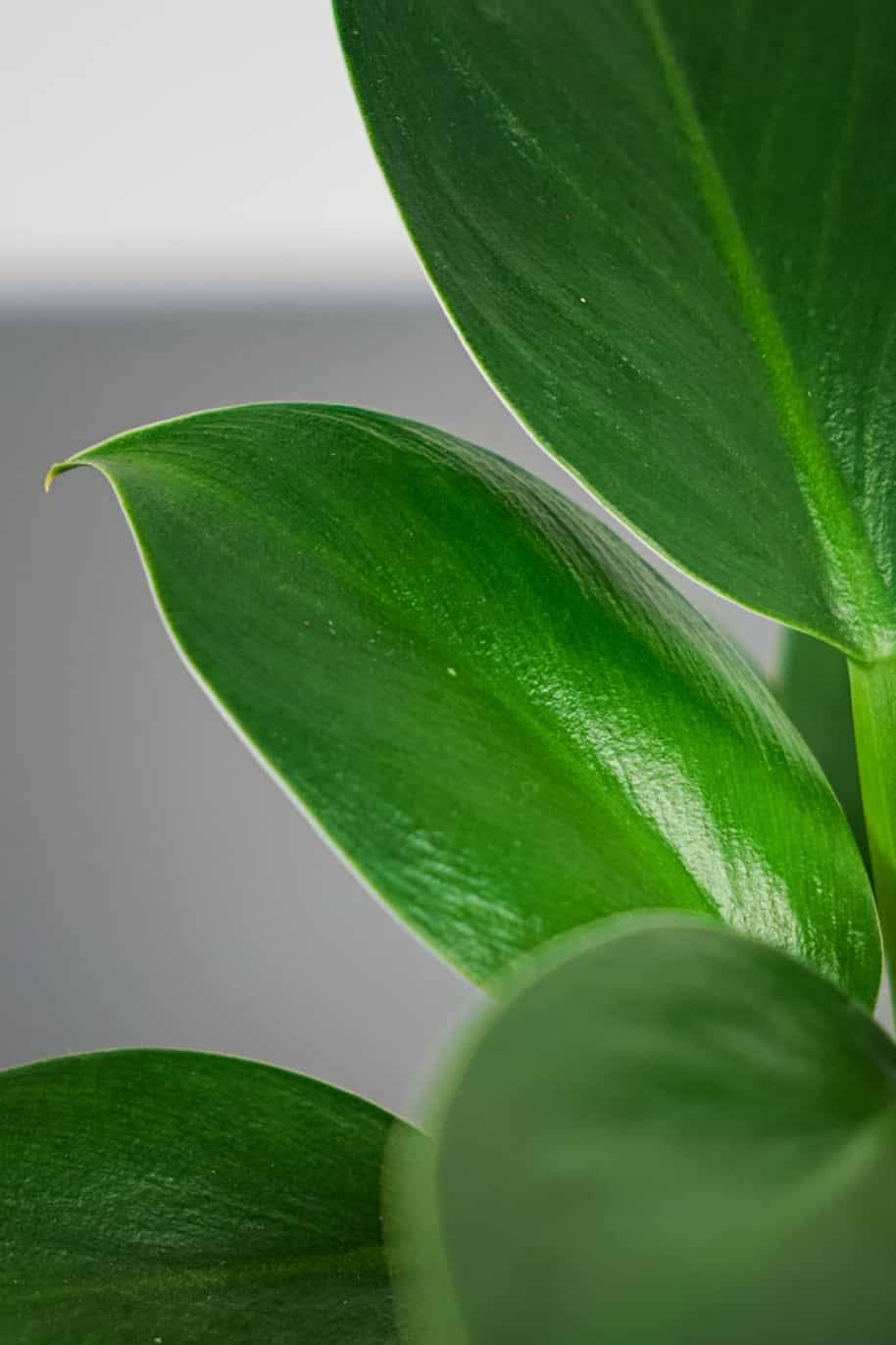 Philodendron Green Princess (Philodendron) - Image 2