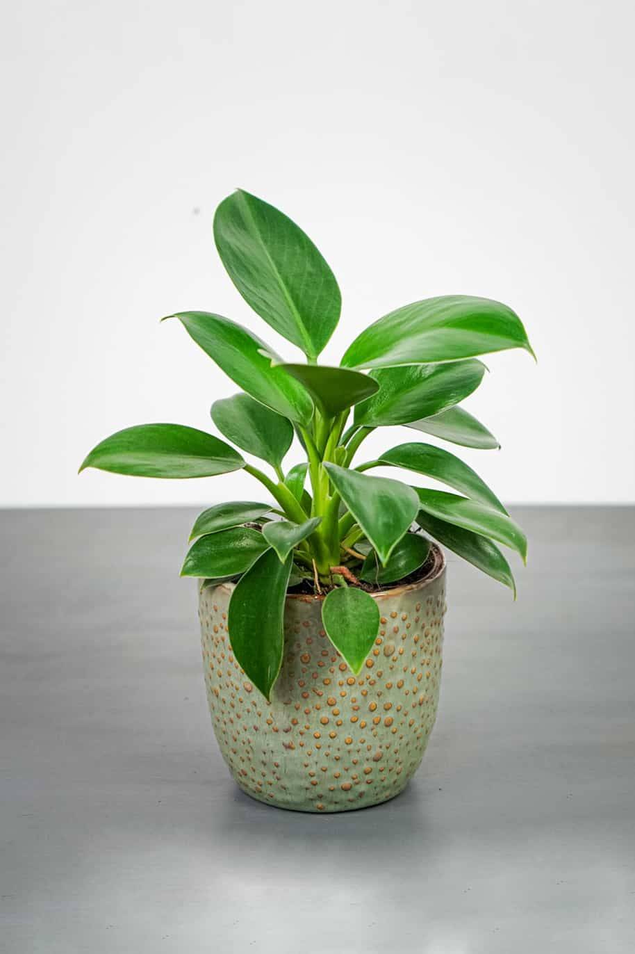 Philodendron Green Princess (Philodendron)