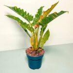 Philodendron Narrow Escape Variegated (Philodendron)