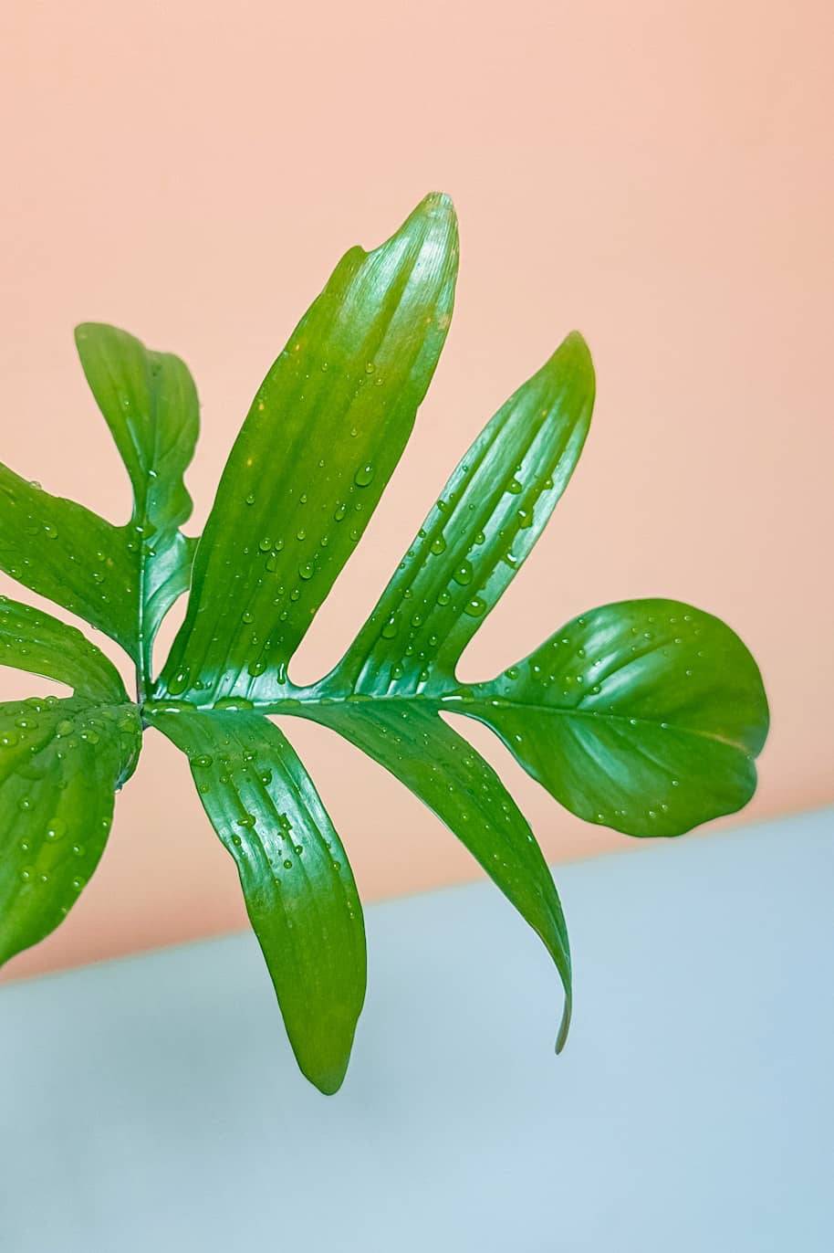 Philodendron Pedatum (Philodendron) - Image 2