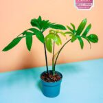 Philodendron Pedatum (Philodendron)