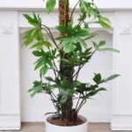 Philodendron Pedatum Tall (Philodendron)