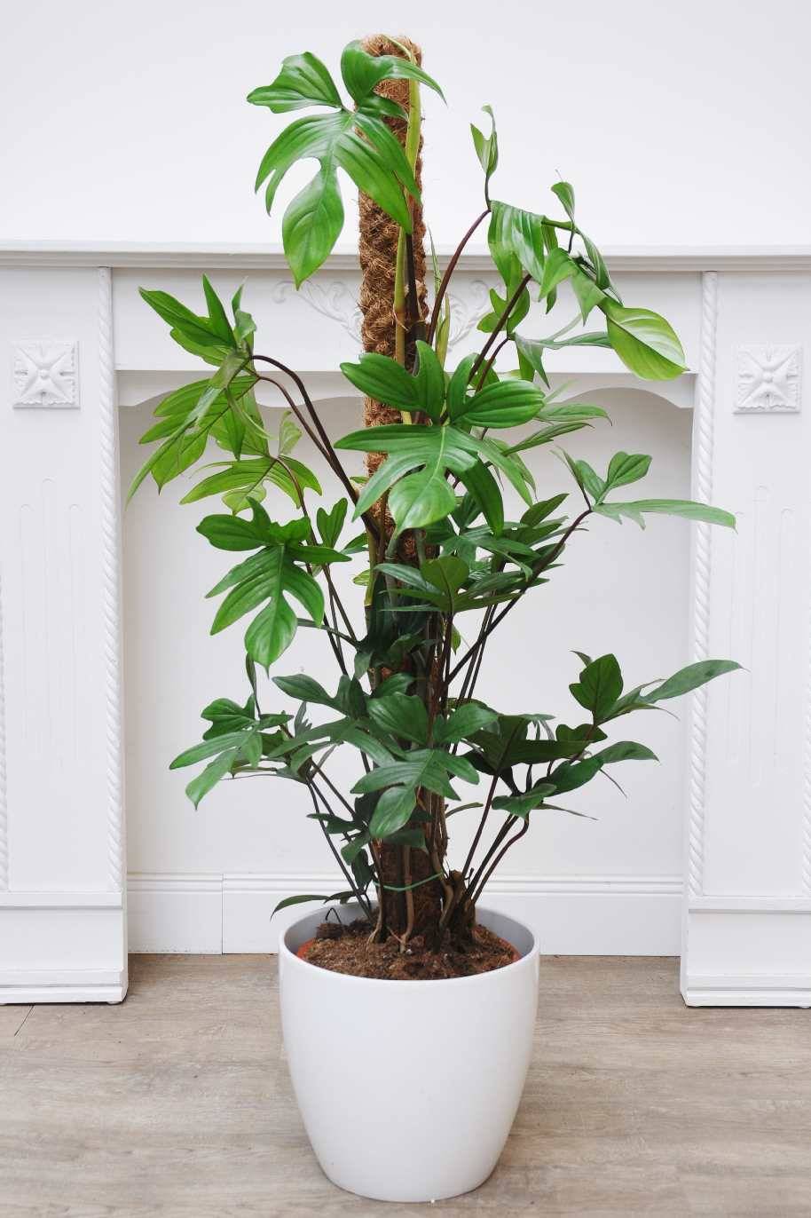 Philodendron Pedatum Tall (Philodendron)