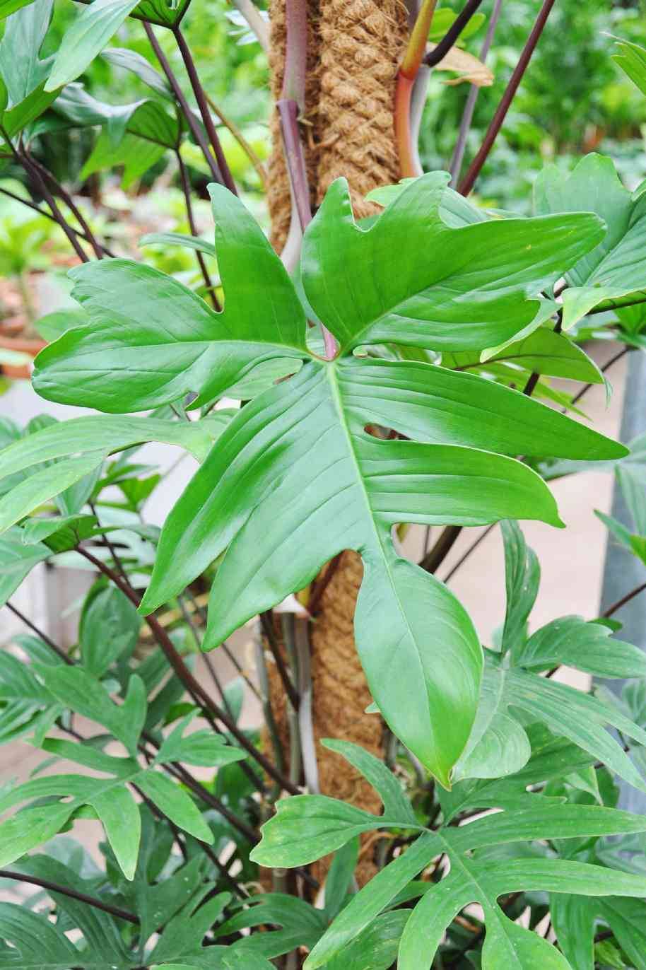 Philodendron Pedatum Tall (Philodendron) - Image 2