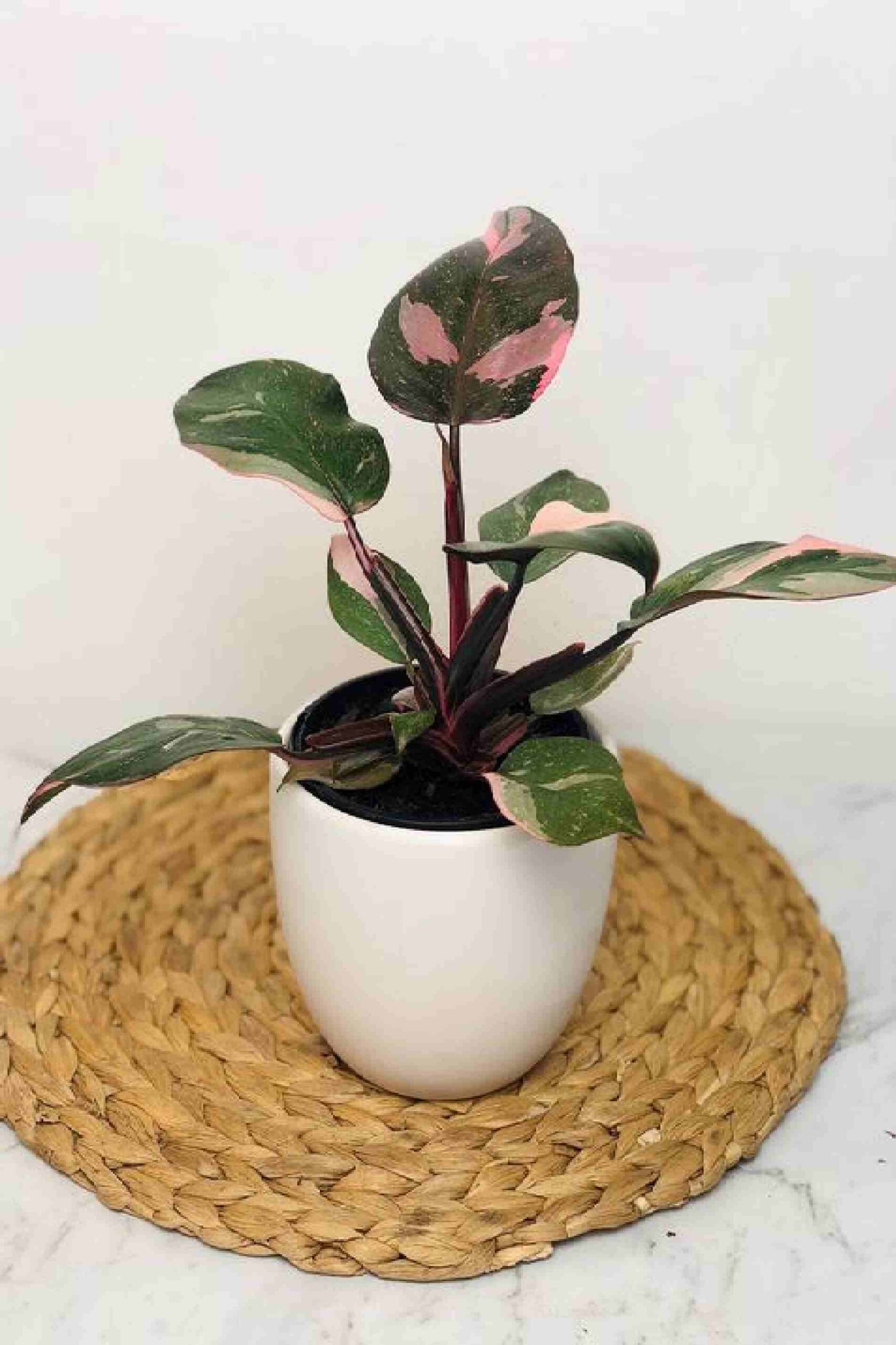 Philodendron Pink Princess (Philodendron)