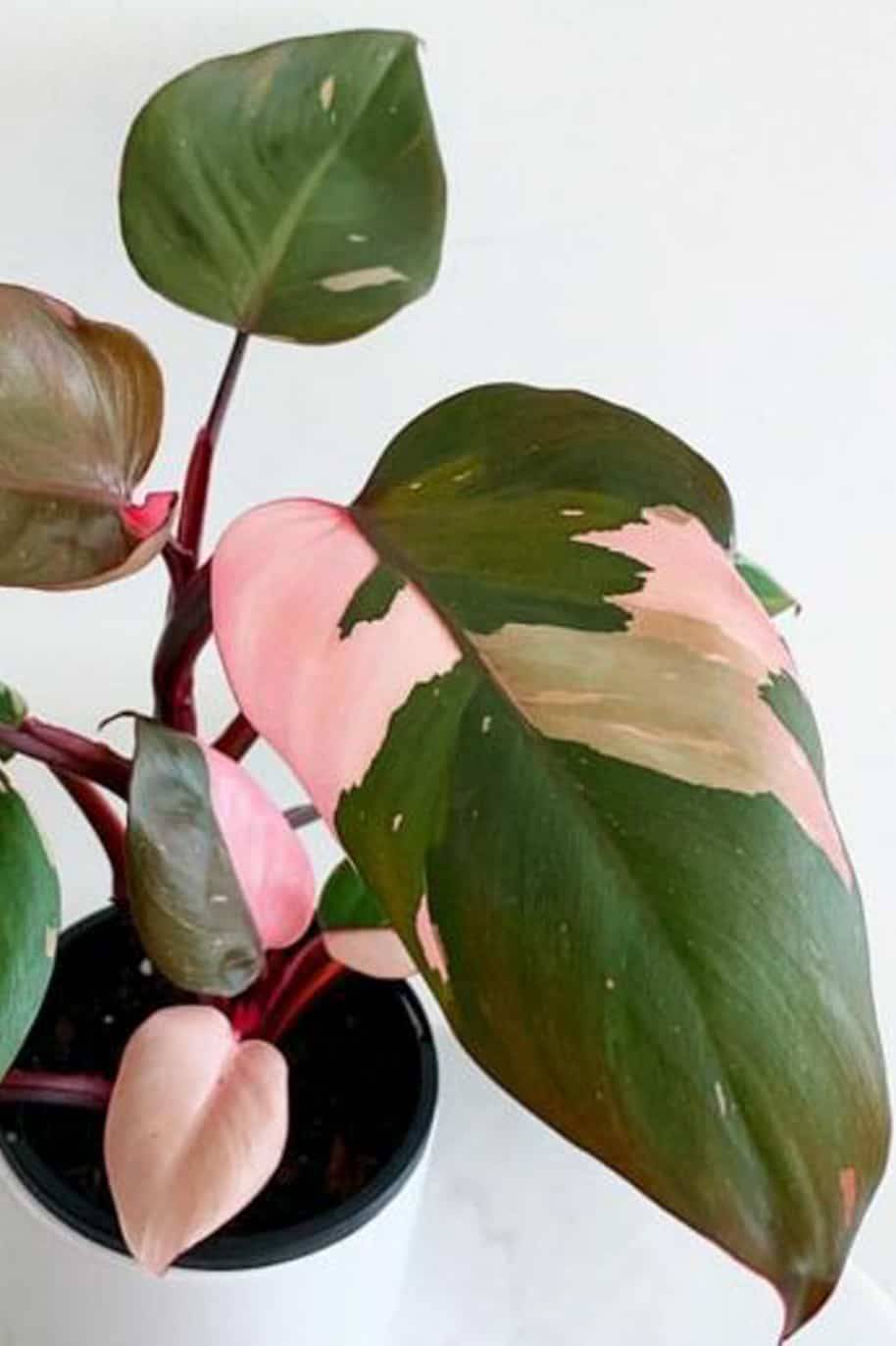 Philodendron Pink Princess (Philodendron) - Image 2