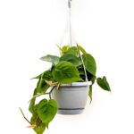Philodendron Scandens Hanging