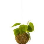 PS Kokedama Philodendron Scandens (PS Gardening)