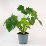 Philodendron Shangri La (Philodendron)