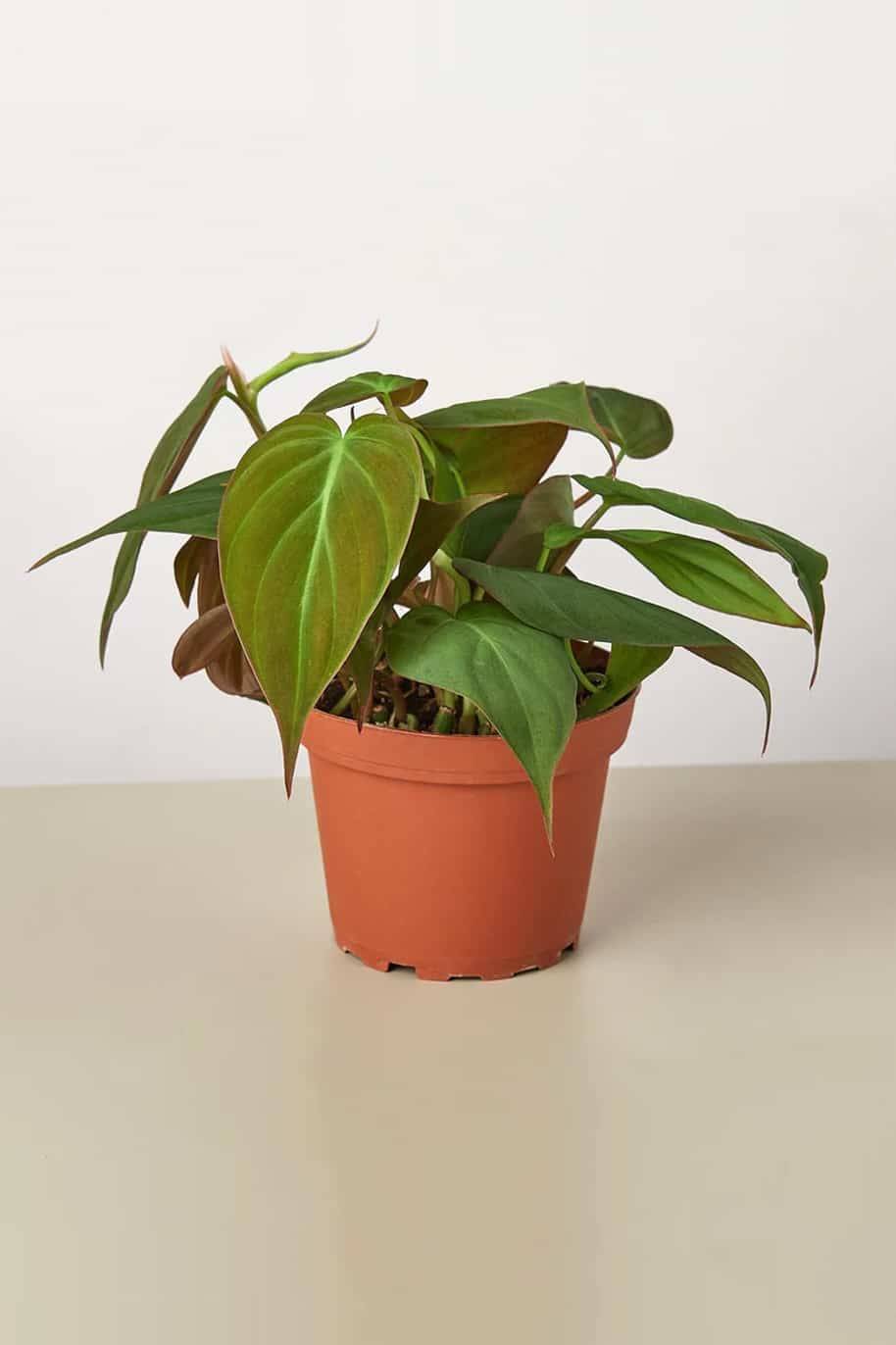 Velvet Leaf Philodendron (Philodendron micans)