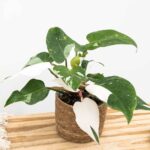 Philodendron White Princess (Philodendron)