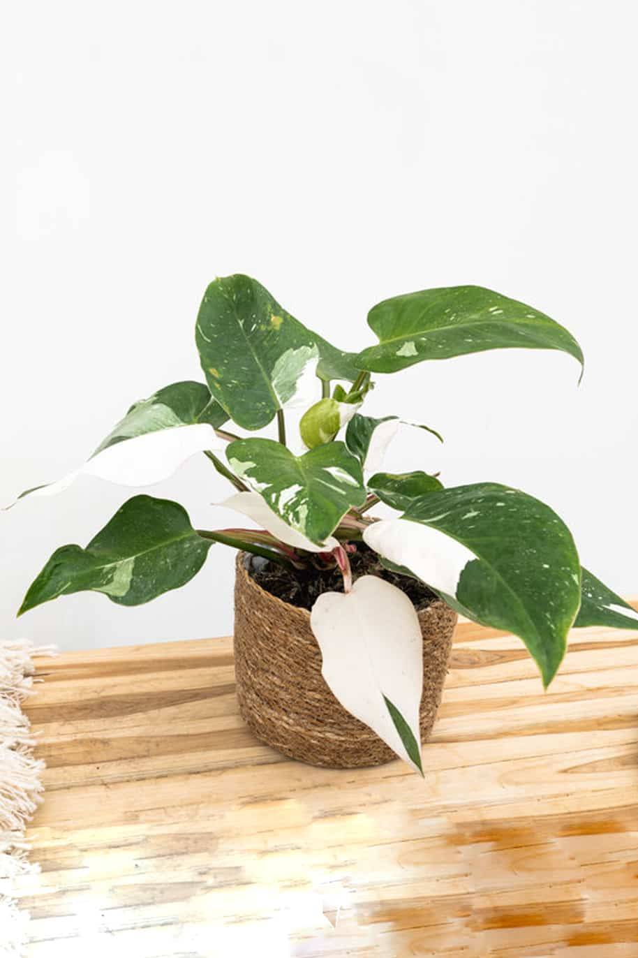 Philodendron White Princess (Philodendron)
