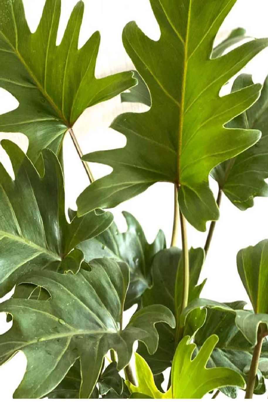 Philodendron Xanadu (Philodendron Xanadu) - Image 2
