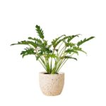 Philodendron Xanadu (Philodendron Xanadu)