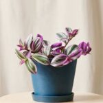 Pink Nanouk (Tradescantia Nanouk)