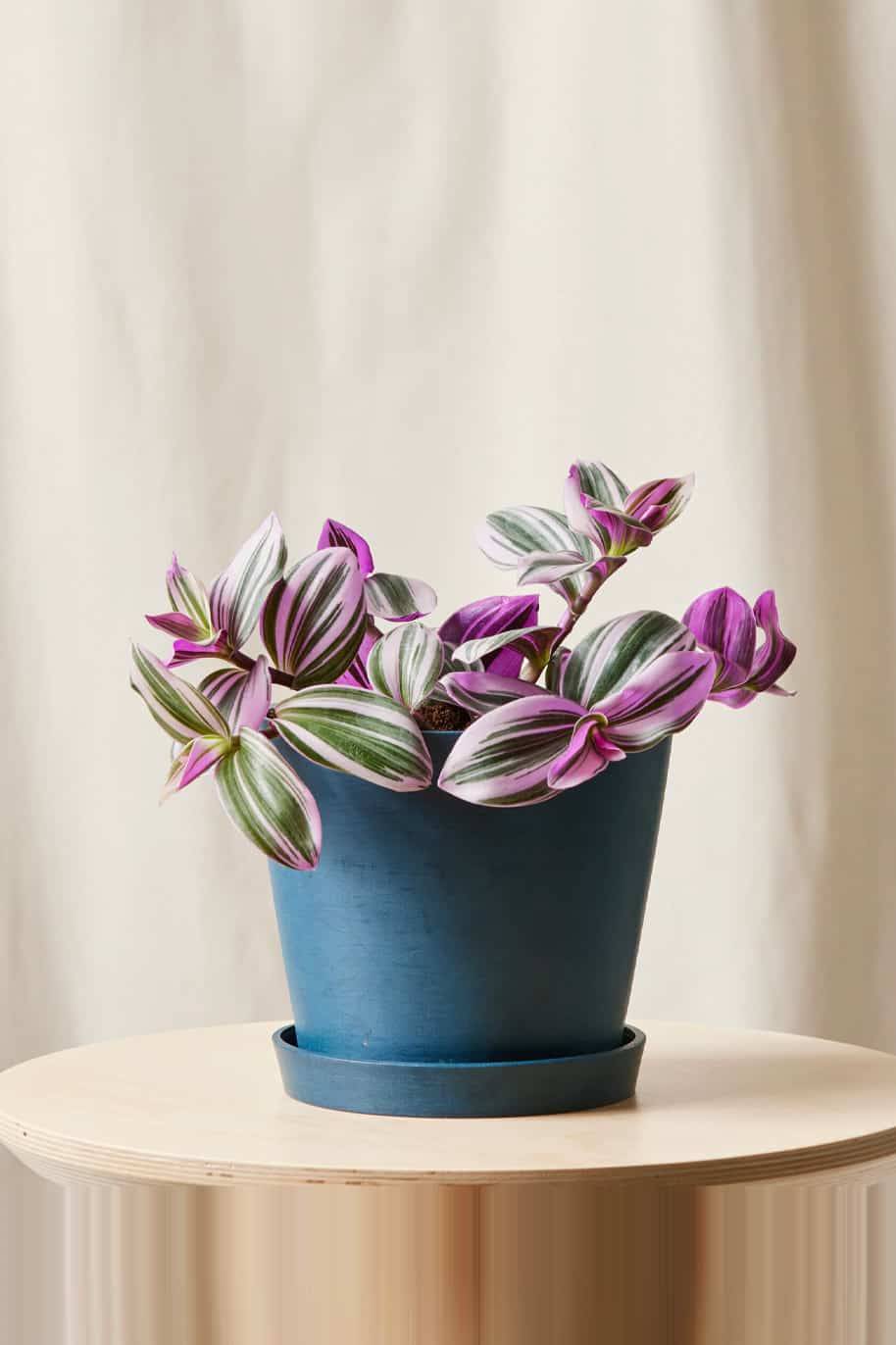 Pink Nanouk (Tradescantia Nanouk)