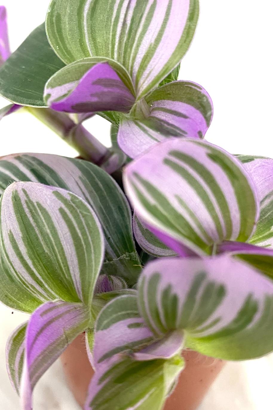 Pink Nanouk (Tradescantia Nanouk) - Image 2