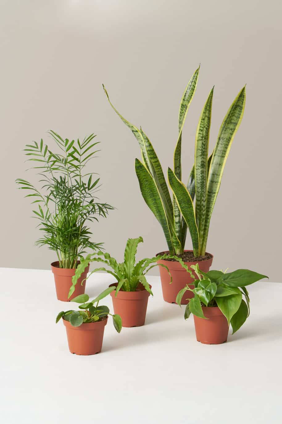 Plant Parent Combo Set (PS Combo Set)