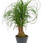Ponytail Palm Branched (Beaucarnea Recurvata)