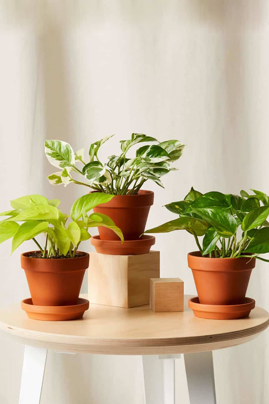 Pothos Bundle (PS Combo Set)