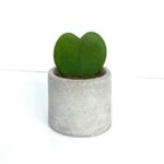 Potted Hoya (Sweetheart Hoya)