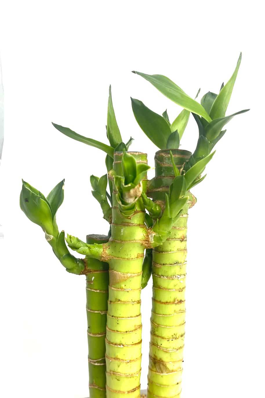 Potted Lucky Sanderina (Lucky Bamboo) - Image 2
