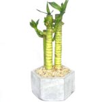 Potted Lucky Sanderina (Lucky Bamboo)