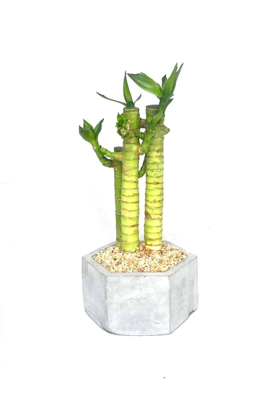 Potted Lucky Sanderina (Lucky Bamboo)