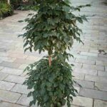 Radermachera Double Head (Radermachera Sinica)