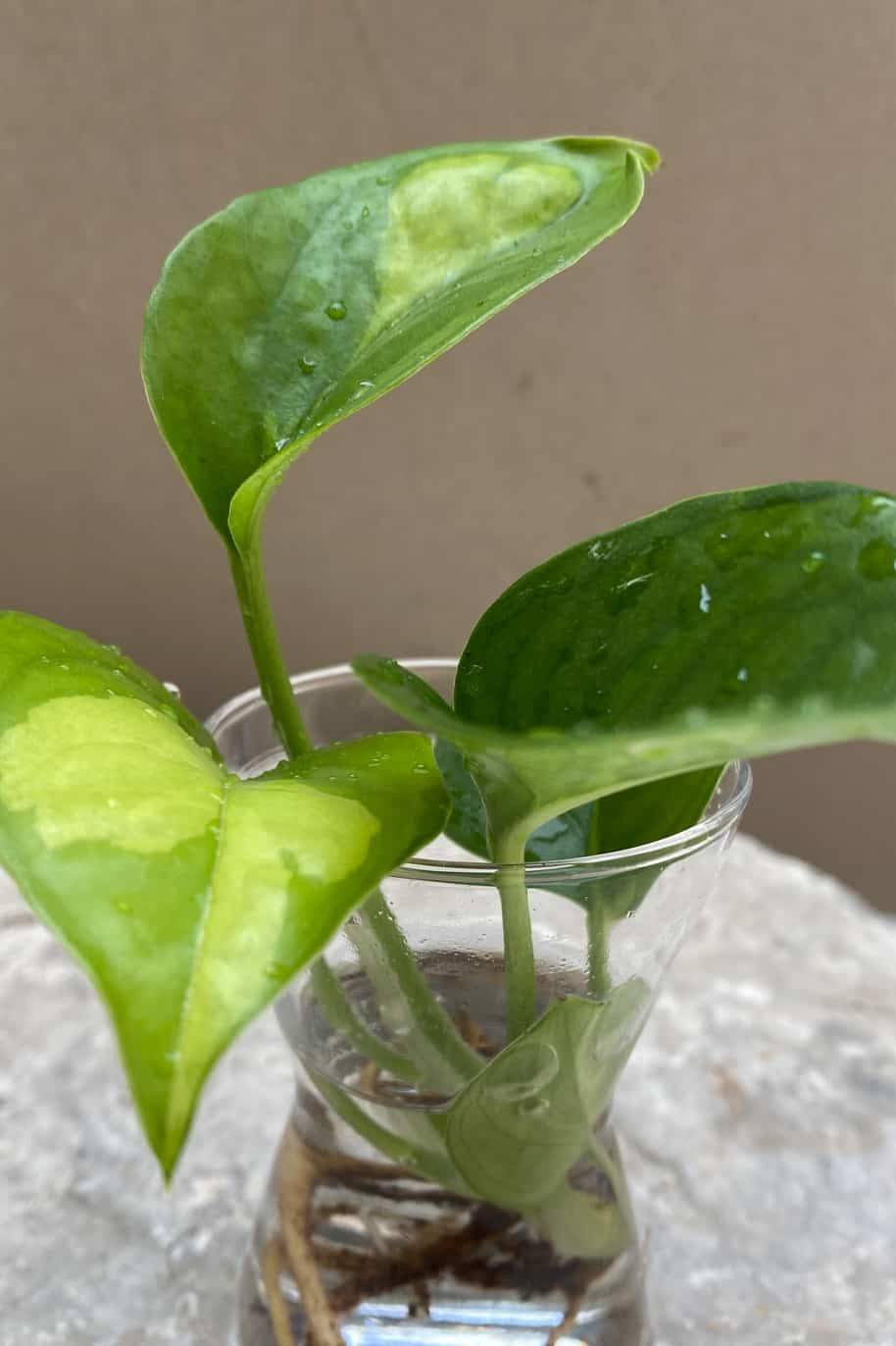 Global Green Pothos Cuttings - Image 2