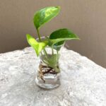 Global Green Pothos Cuttings
