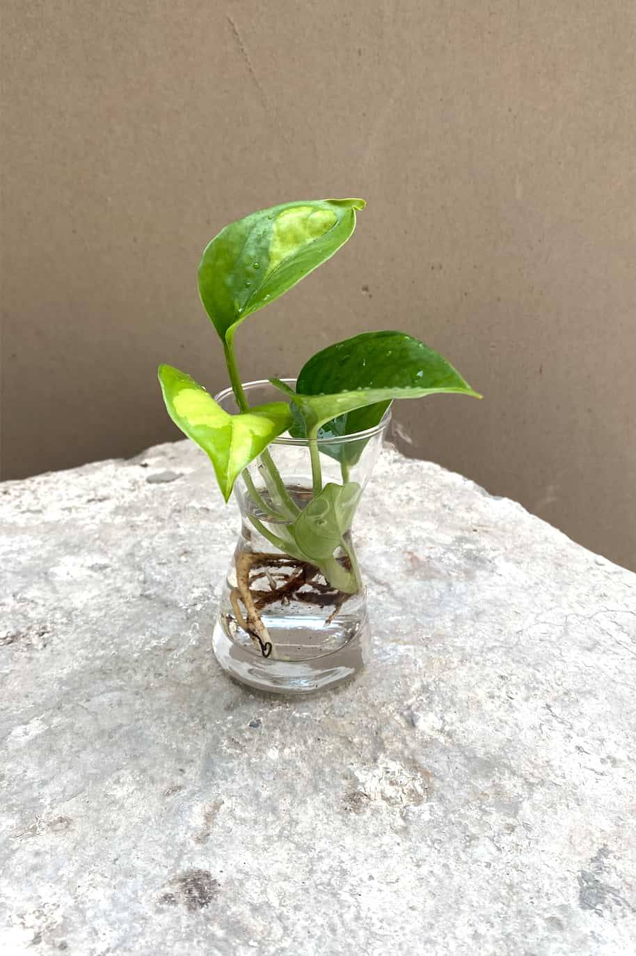 Global Green Pothos Cuttings