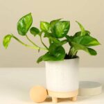 Rare Global Green Pothos (Epipremnum Aureum)