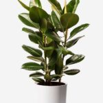 Rubber Plant 3PP (Ficus elastica)