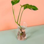 Swiss cheese Cuttings