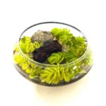 Salvinia Water Plant Arrangement (Salvinia)