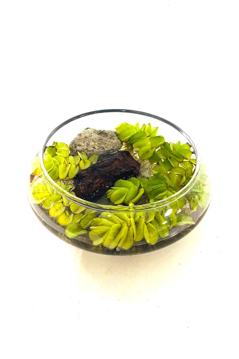 Salvinia Water Plant Arrangement (Salvinia)