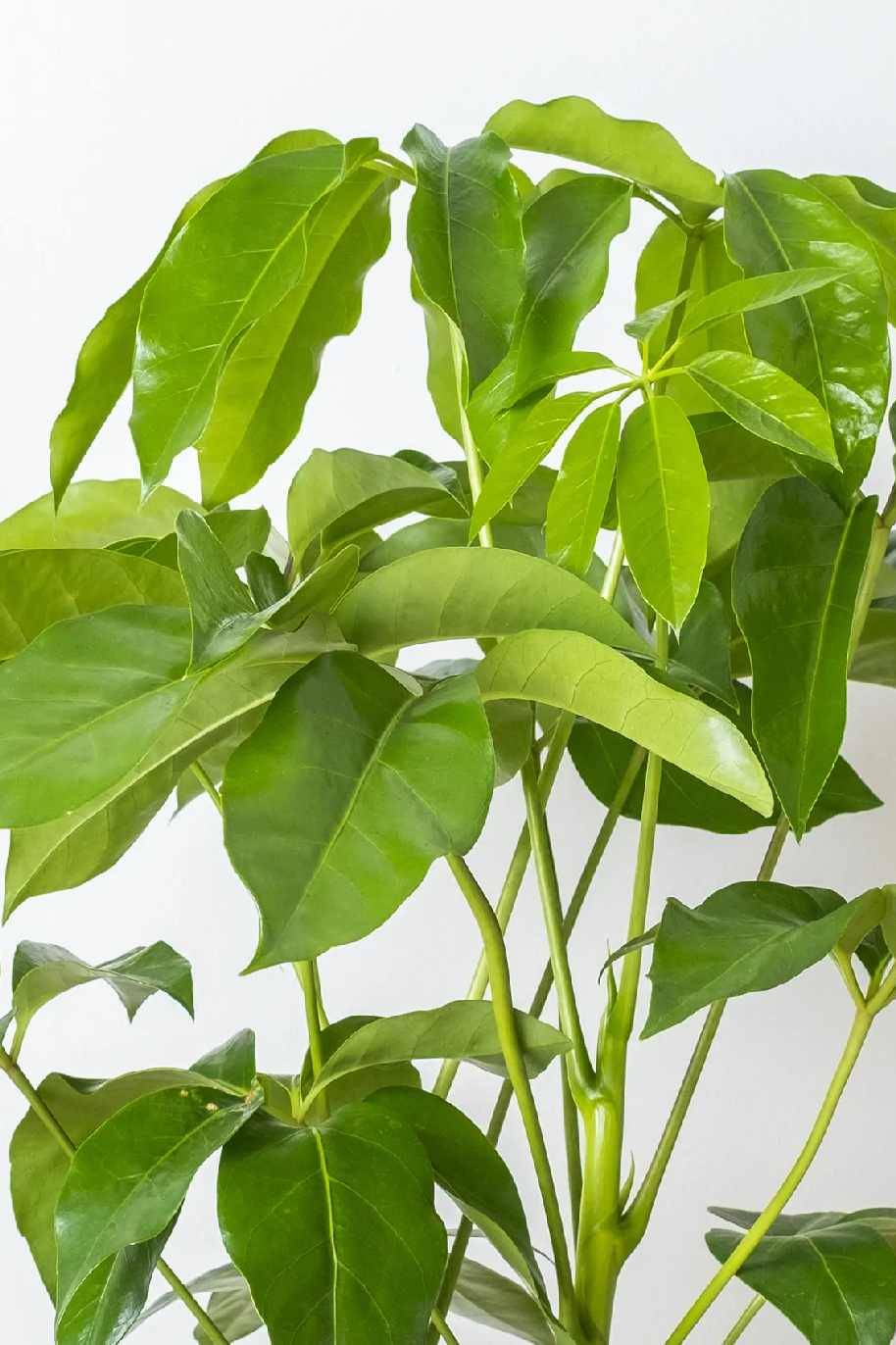 Australian Umbrella Tree (Schefflera Arboricola) - Image 2