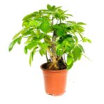 Schefflera Bonsai Dwarf Branched (Schefflera Arboricola Compacta)