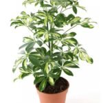 Schefflera Variegated (Dwarf Umbrella)
